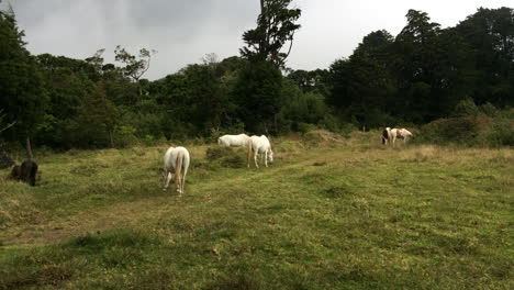white horses grazing in a green field