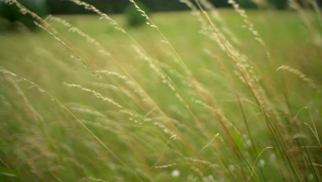 Grass--on-wind-slow-motion