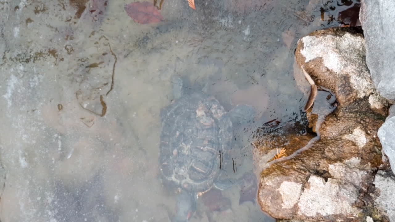 tortuga congelada en un lago de hielo. triste desastre