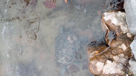 Gefrorene-Schildkröte-Im-Eissee.-Traurige-Katastrophe