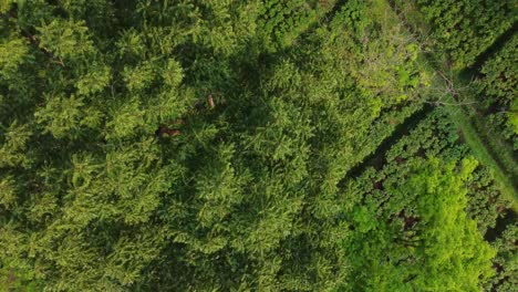 Ariel-O-Vista-De-Drones-Una-Especie-De-Jardín-De-Té-Assam