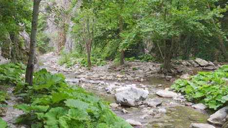 Im-Wald-Fließender-Bach-Und-Freigeistiger-Mensch.