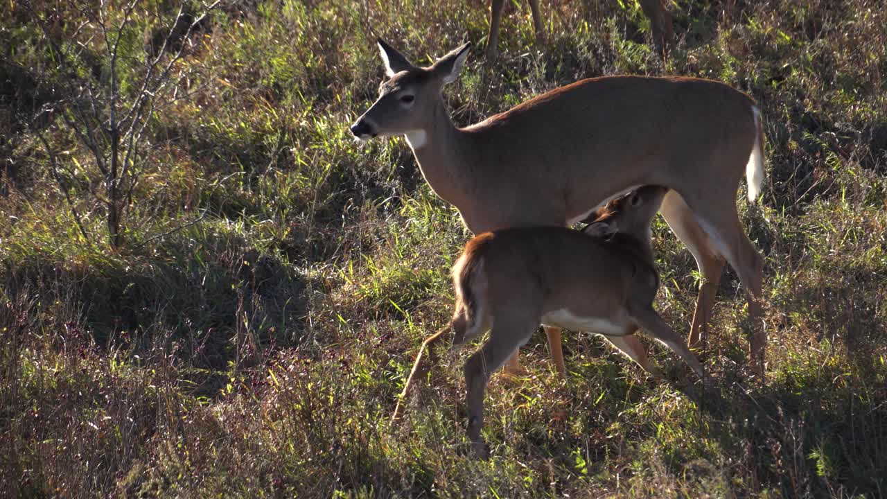 Baby Whitetail Fawn Feeding From Mother Doe
