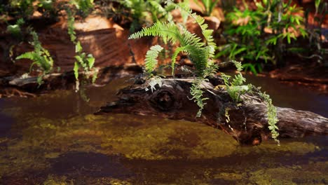 Tropischer-Goldener-Teich-Mit-Felsen-Und-Grünen-Pflanzen