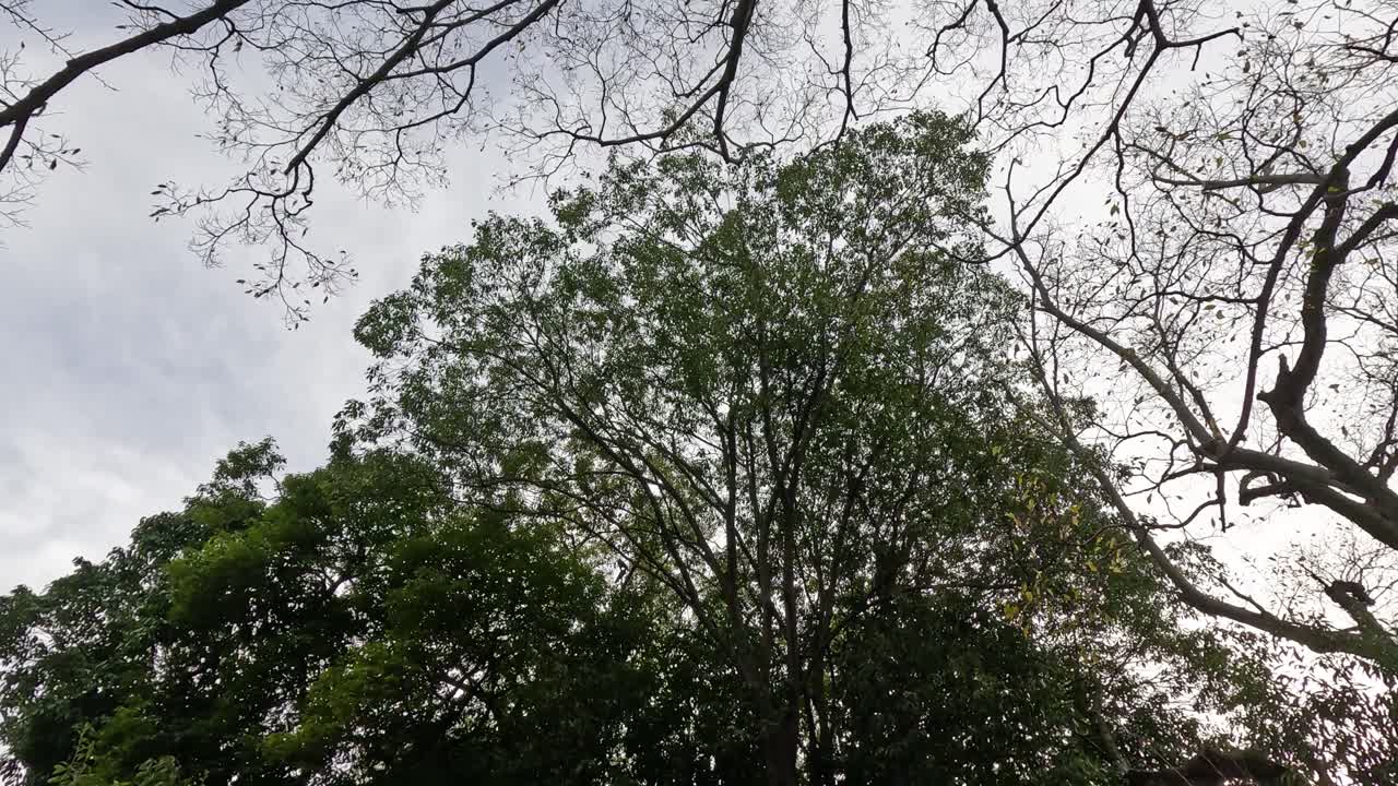 Time-lapse of sky seen through moving tree branches.
