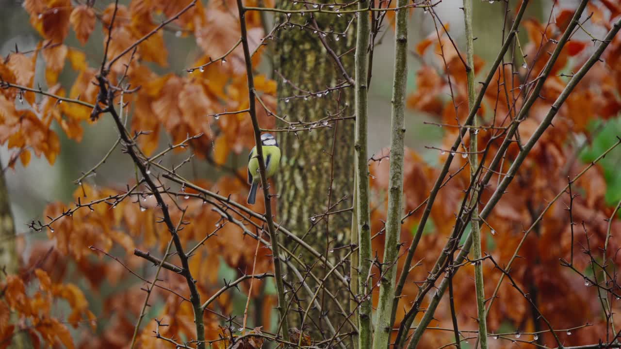 Blaumeise sitzt auf einem Ast mit rot-orangen Herbstblättern, Herbstfarben im Hintergrund