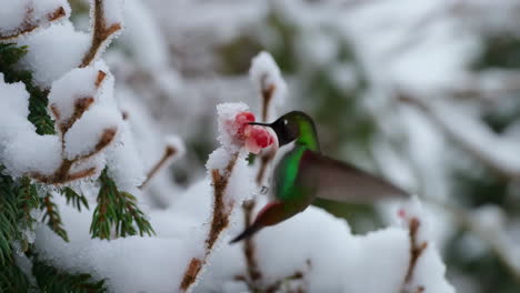 hummingbird feeding on a snow-covered plant