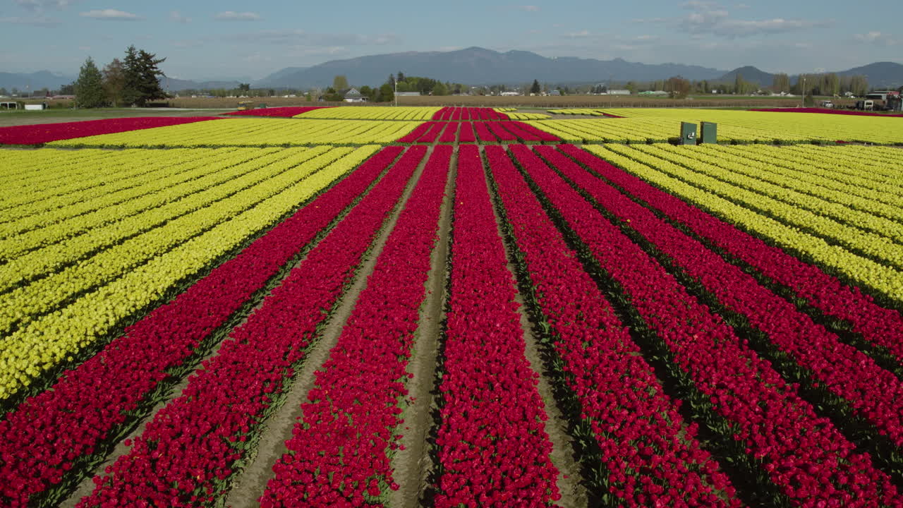 드론이 은 봄날에 빨간색과 노란색 립 꽃 줄 위를 날고 있습니다.