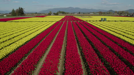 drone flying over rows of red and yellow tulip flowers, on a sunny, spring day