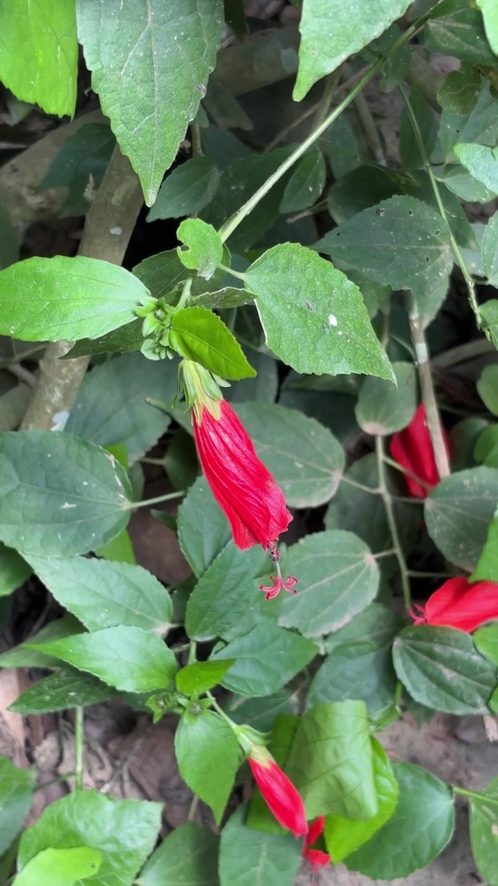 Primo piano di fiori di ibisco rossi addormentati in un giardino