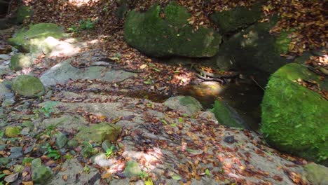 Flying-Along-Dry-Riverbed-With-Moss-Covered-Rock-Boulders-Through-Dense-Green-Tropical-Rainforest-With-Sunlight-Hitting-Leaves-In-Minca,-Colombia