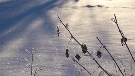 Small-frozen-branches-during-snowfall,-static-view