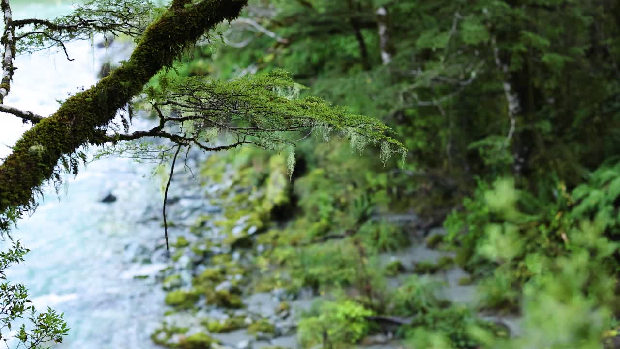 A moss-covered tree branch extends above a clear rainforest stream, surrounded by dense green ferns and foliage. Soft daylight, gentle camera pan