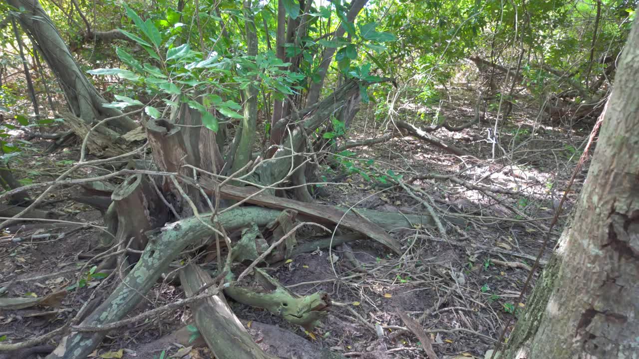 4K video of part of a rainforest on Green Island in North Queensland, Australia