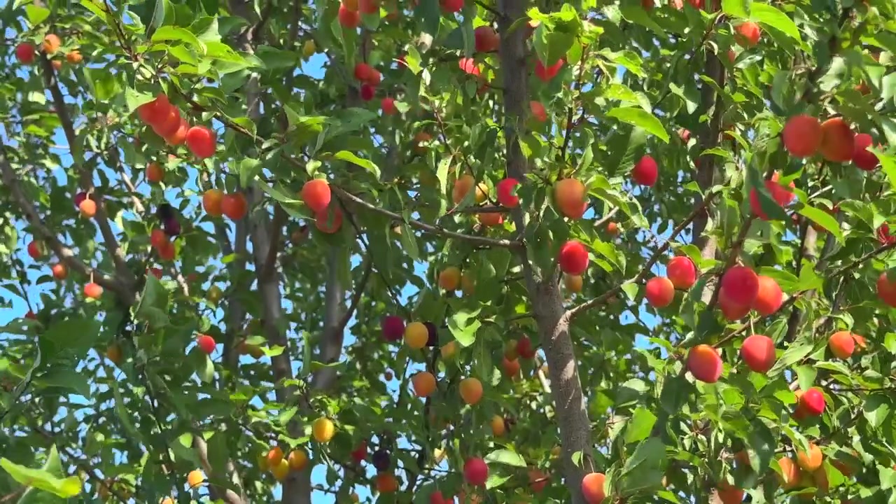 Fruit tree in summer with ripening cherry plums (Prunus cerasifera)