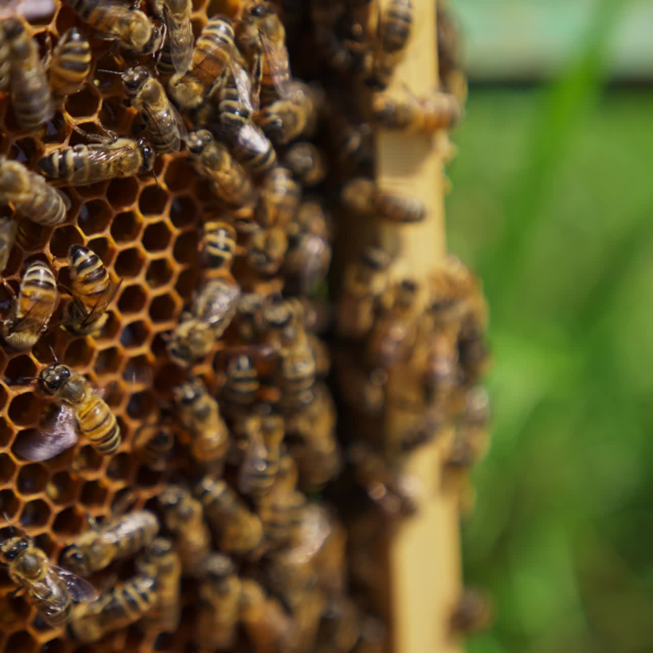 Honeycomb covered with a brood of bees. Tiny wax cells full of fresh honey close up. Green grass in blur at the backdrop