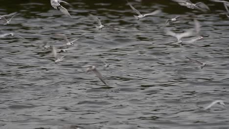 Terns-and-Gulls-Skimming-for-Food-are-migratory-seabirds-to-Thailand,-flying-around-in-circles,-taking-turns-to-skim-for-food-floating-on-the-sea-at-Bangpu-Recreational-Center-wharf