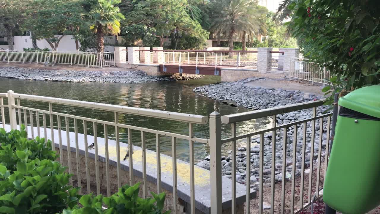 주변에 나무가 있고 새들이 모여드는 인도교가 있는 호수의 경치 좋은 전망