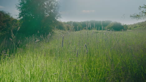 Wild-British-green-grass-meadow-blowing-in-the-wind