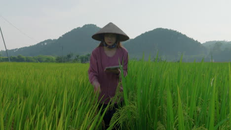 asiatic-female-farmer-walking-in-rice-field-plantation-checking-the-crop-before-harvesting-and-taking-note-with-notebook