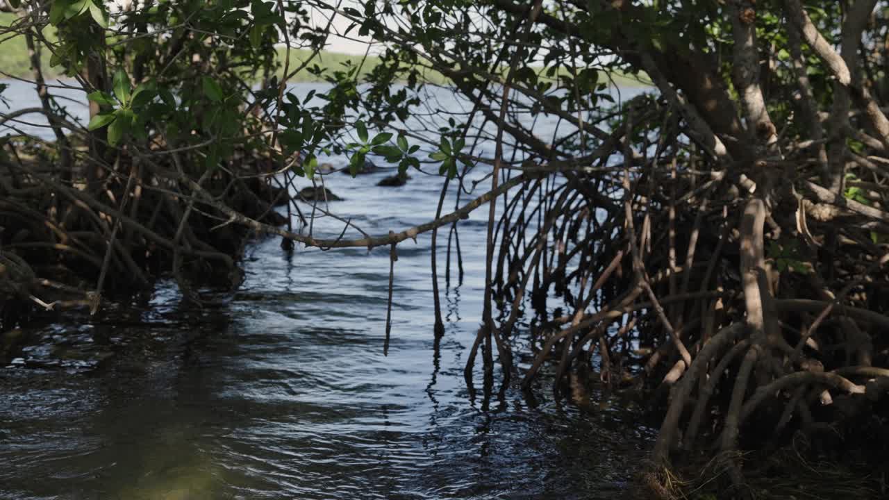 Vídeo a cámara lenta de manglares en zonas costeras boscosas a lo largo de aguas tranquilas en Black Point, cerca del Parque Nacional de Biscayne, Florida. Paisaje de humedales tropicales y ecosistema natural.
