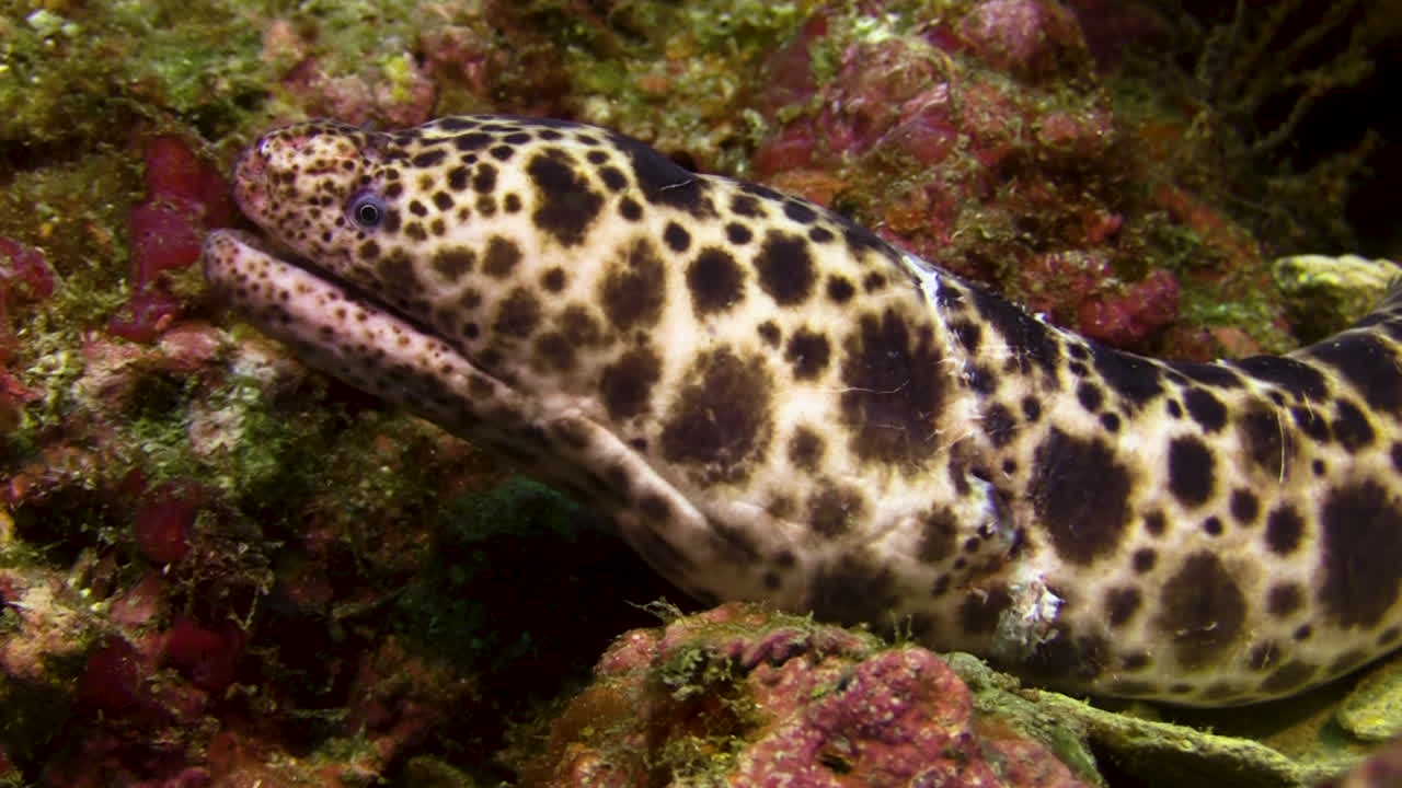 Tiger snake moray eel looks out of a crevice in coral block