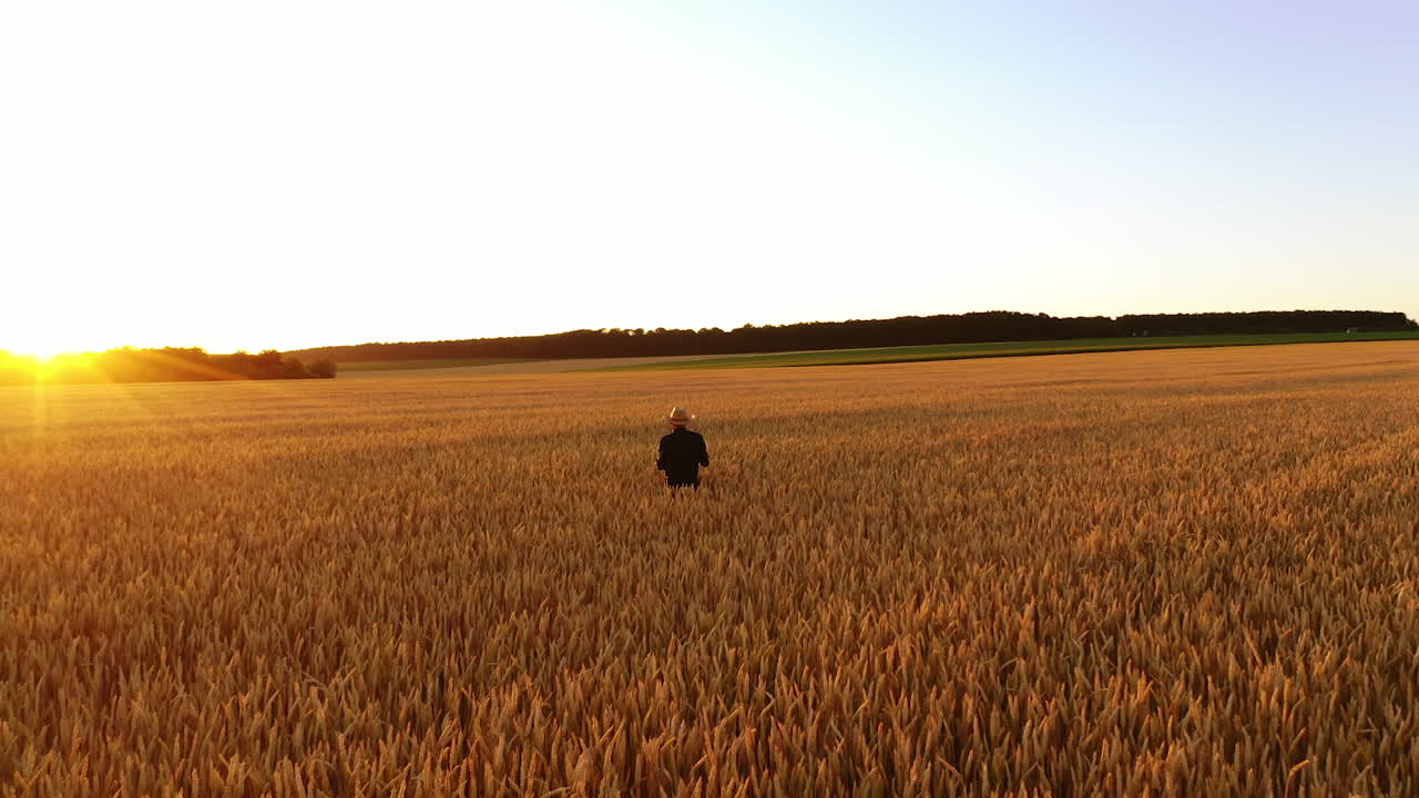 Farmer walking in wheat field. Man walking through wheat field, touching wheat ears