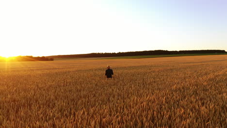 farmer walking in wheat field. man walking through wheat field, touching wheat ears