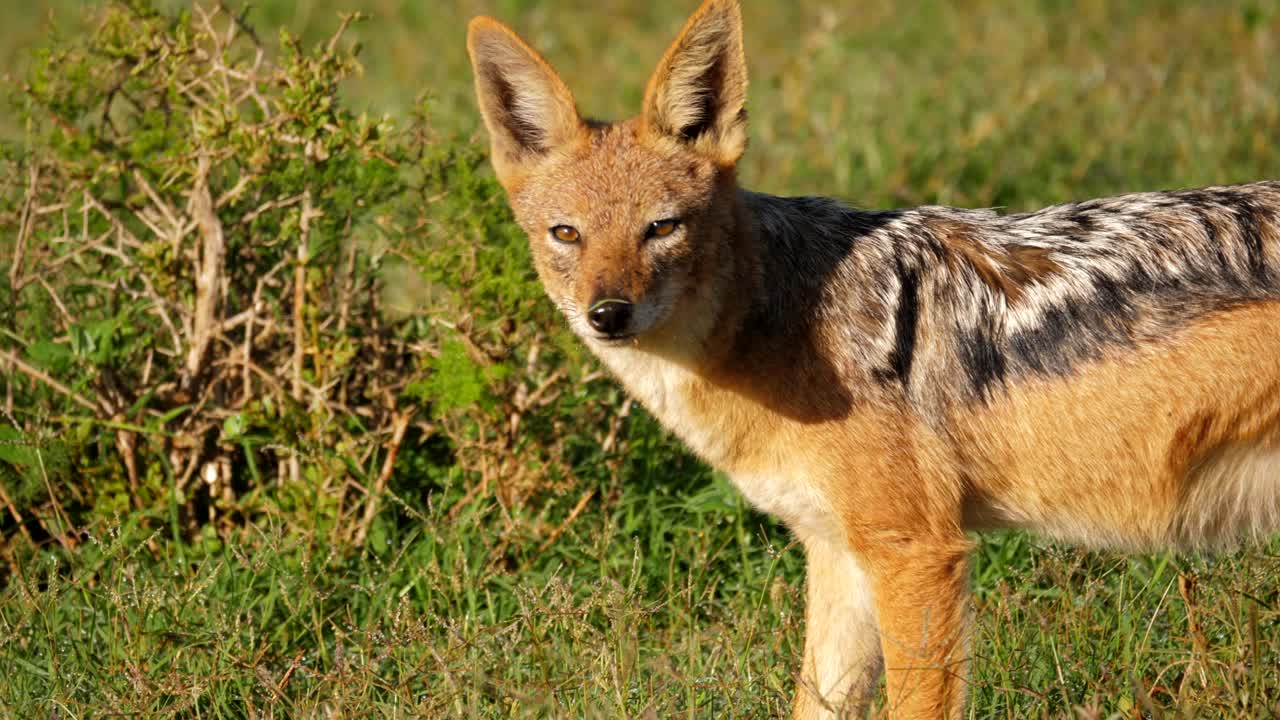 foto de perfil de un chacal de lomo negro mirando directamente a la cámara antes de alejarse y alejarse