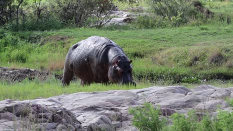 large adult hippopotamus with oxpecker birds eats fresh green grass