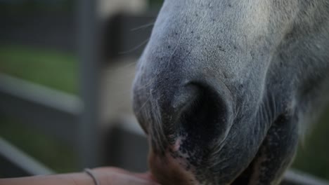 Close-up-golden-hour-shot-of-a-woman-hand-feeding-a-large-white-horse-over-a-fence-on-a-ranch