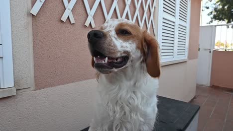 breton spaniel dog in slow motion