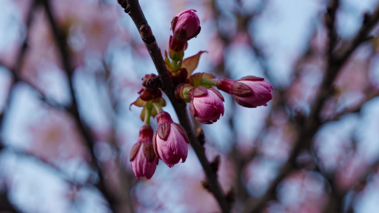 Video ravvicinato di fiori di ciliegio in fiore, ripreso da un angolo basso, che mette in risalto la loro delicatezza