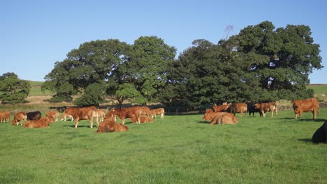 Cattle-out-on-grazing-in-late-summer