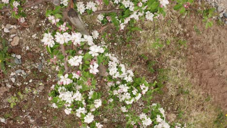 Closeup-birdseye-of-blooming-apple-tree-clowing-in-the-wind