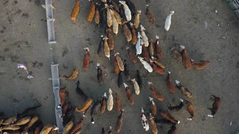 un rebaño diverso de vacas en una granja, luz de la mañana temprano, vista aérea