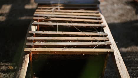 open beehive frames displaying honeycomb: a close-up of natural beekeeping