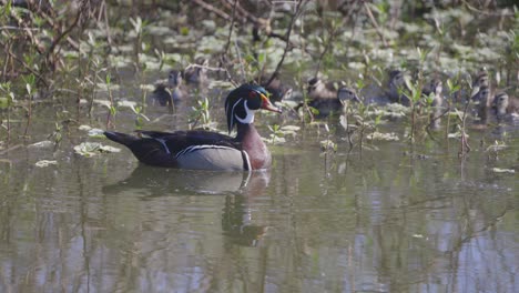 pato de madera macho nadando con patitos de bebé detrás a través de la vegetación