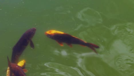 grandes variedades de color de carpa amur nadando en un estanque