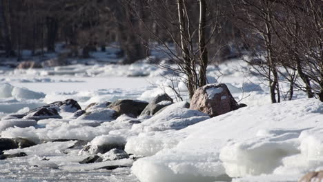 Hooded-Crow-flies-into-tranquil-Baltic-winter-scene-of-snow-and-ice