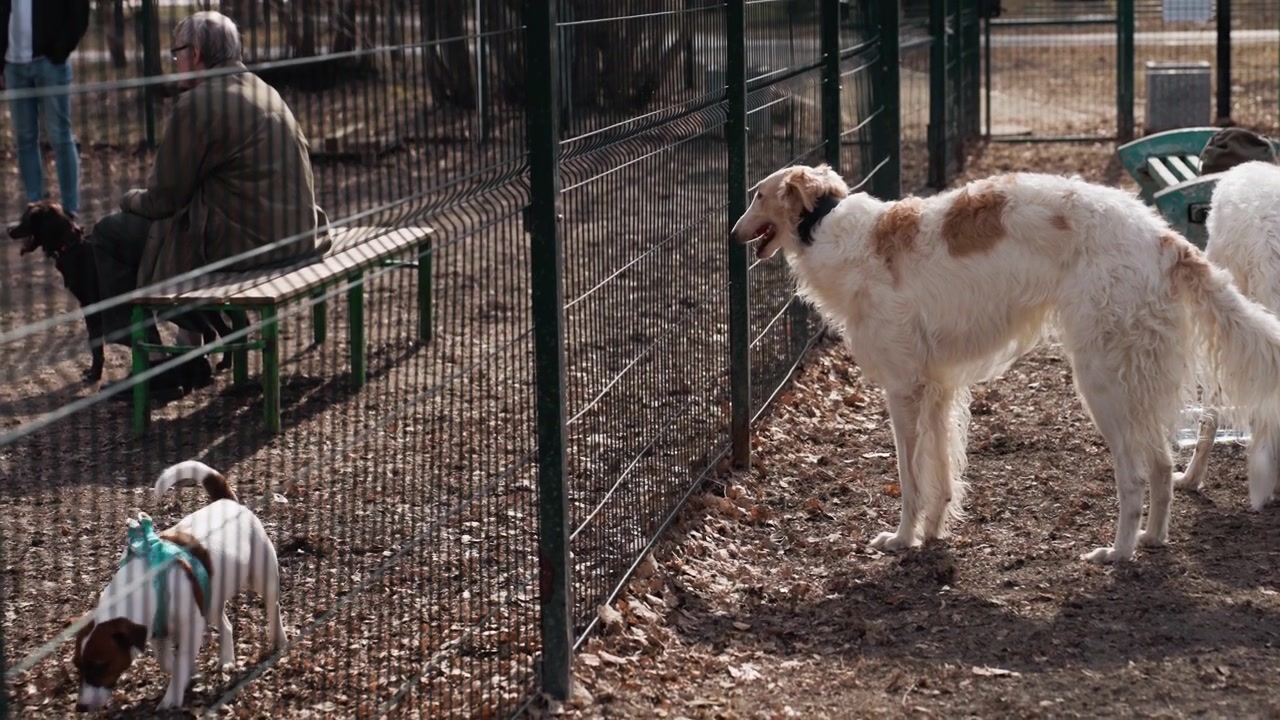 Grandi cani bianchi interagiscono con un cane di piccola taglia dietro una recinzione in un recinto esterno. Una persona anziana siede su una panchina osservando gli animali mentre un'altra persona è in piedi nelle vicinanze. Il terreno è coperto di terra.