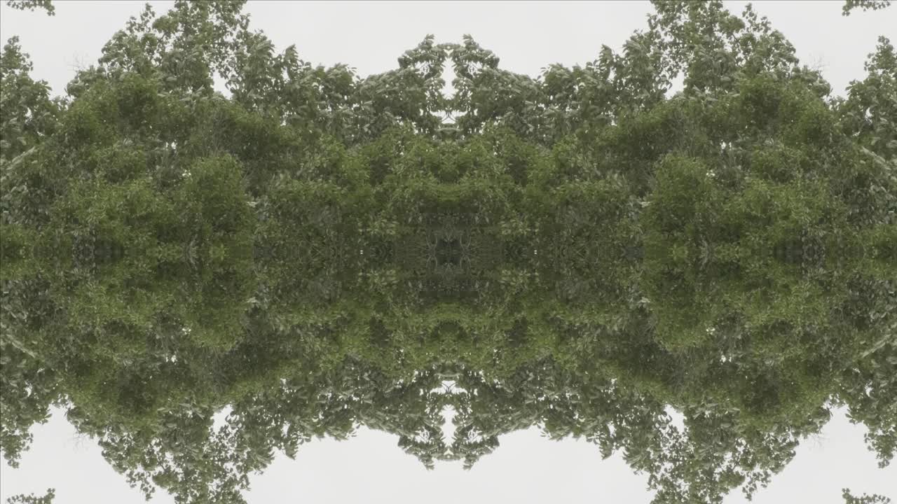 caleidoscopio de vegetación usando imágenes de bosque de wissahickon creek, philadelphia, #20