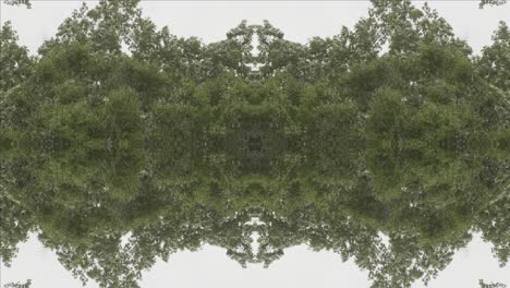 greenery kaleidoscope using forest imagery from wissahickon creek, philadelphia, #20