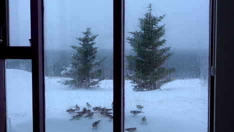 winter birds feeding, view through window with two trees