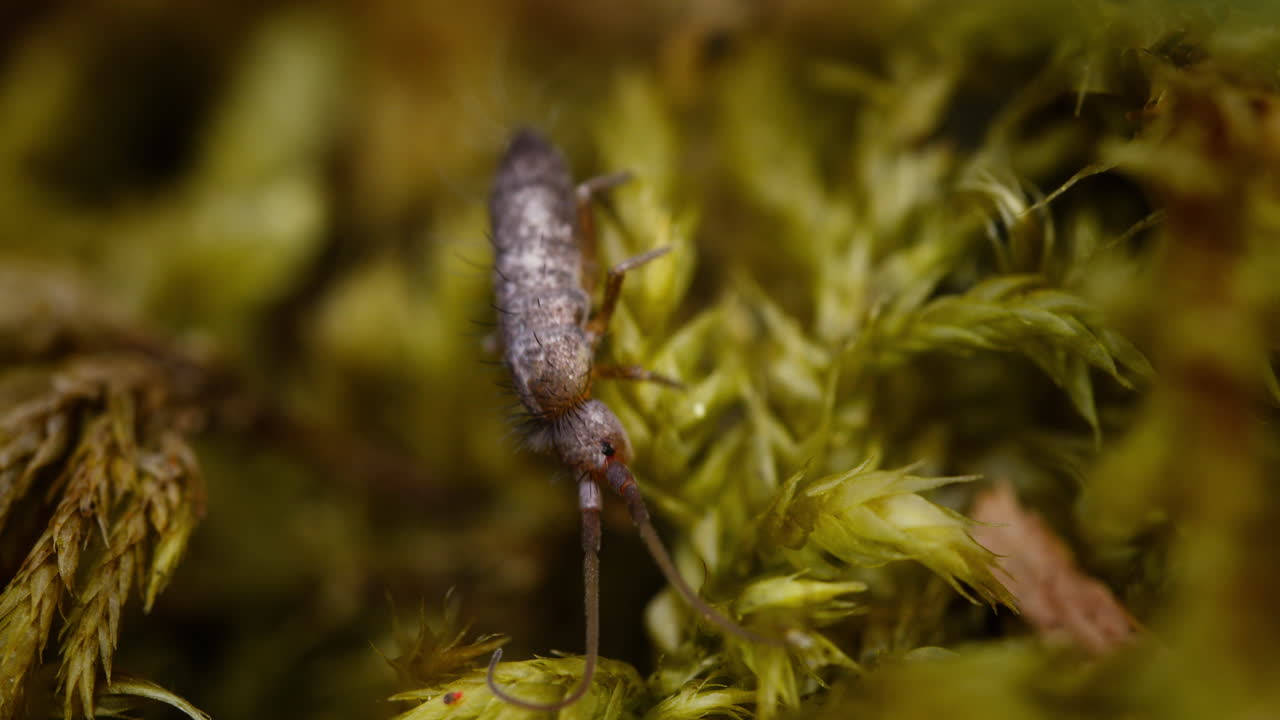 엔토모브리아 아트로신크타 스프링테일 (enthomobria atrocincta springtail) 이 숲을 고 있다.
