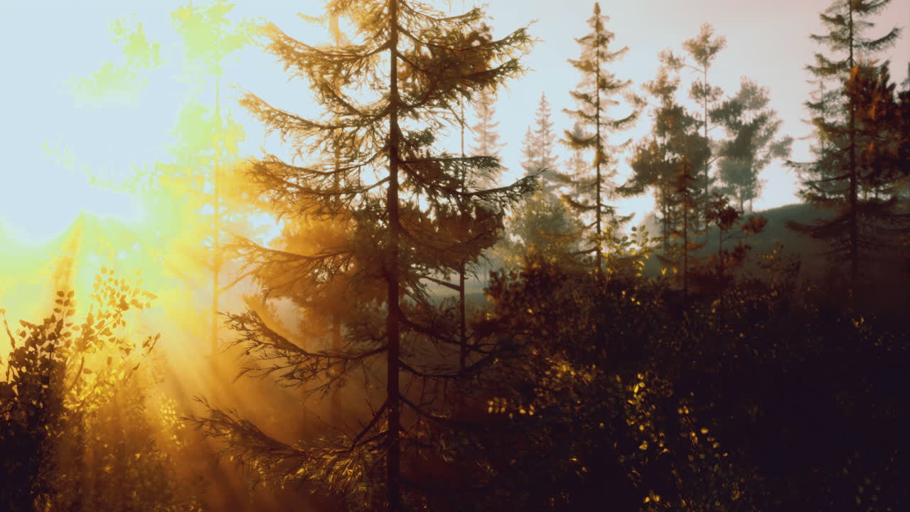 Sunlight filtering through trees in a serene forest at dawn