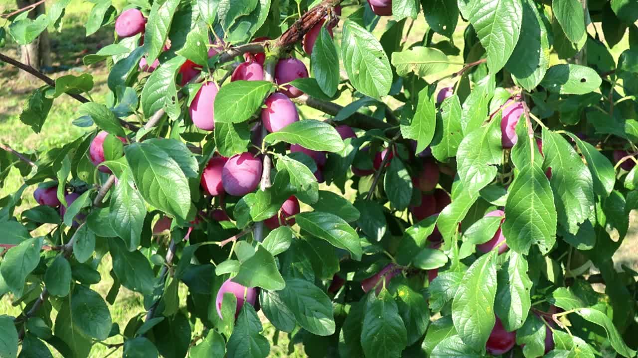 victoria plum ciruela inglesa tiene una pulpa amarilla con una piel roja o moteada molida en jardines ingleses