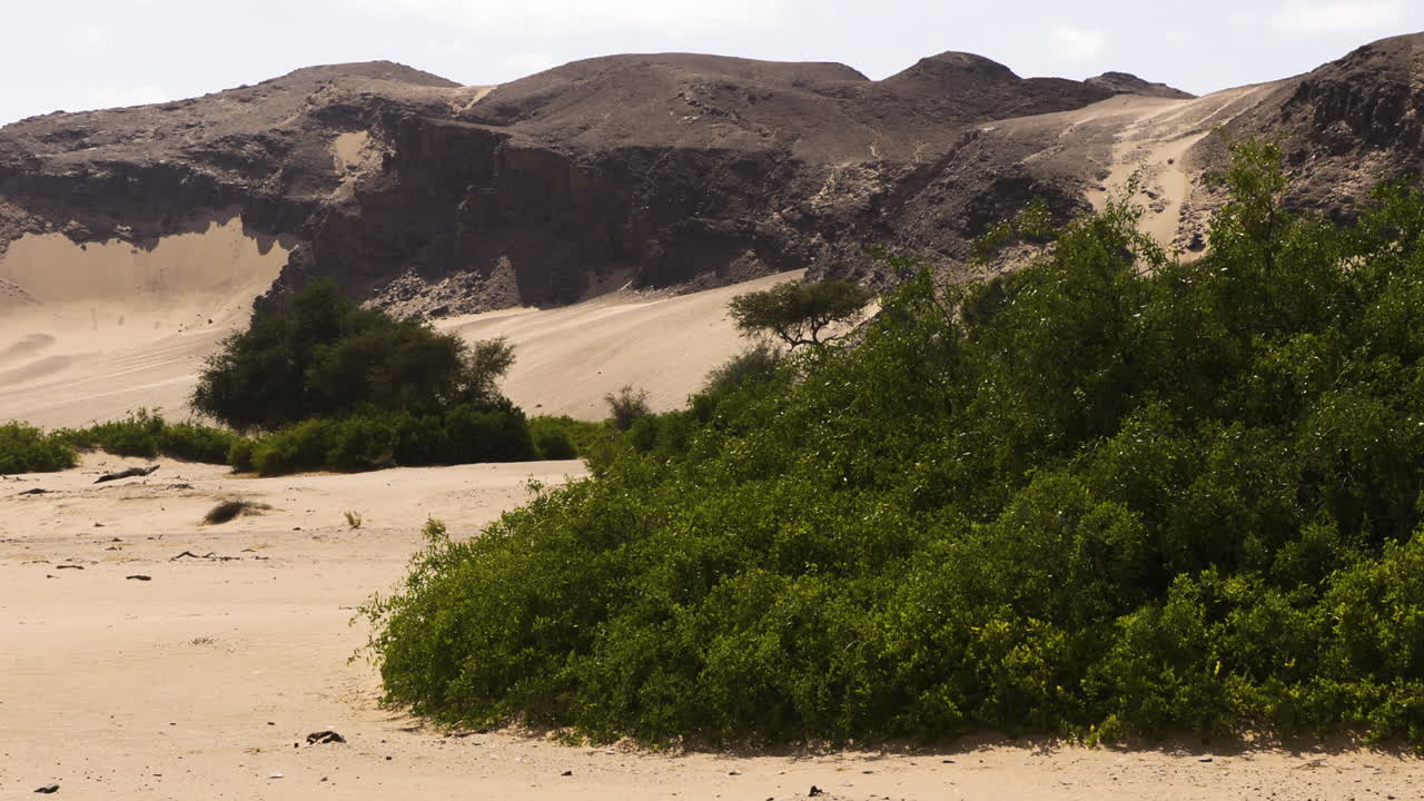 Lioness in a desert landscape in Namibia, gazing into the distance. She is surrounded by sandy areas, rugged rocks and some evergreen bushes. Eventually she starts moving and walks out of the frame.