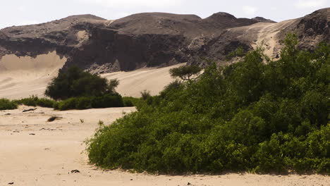 lioness in a desert landscape in namibia, gazing into the distance. she is surrounded by sandy areas, rugged rocks and some evergreen bushes. eventually she starts moving and walks out of the frame.