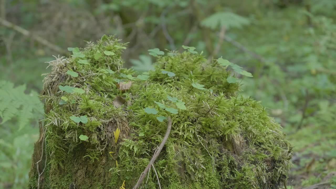 Muschio e piante su un ceppo d'albero in una foresta
